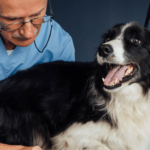 Les problèmes cutanés les plus courants que les toiletteurs constatent chez les chiens