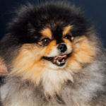 Frédéric De Bellefroid