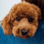 You just adopted your first dog?