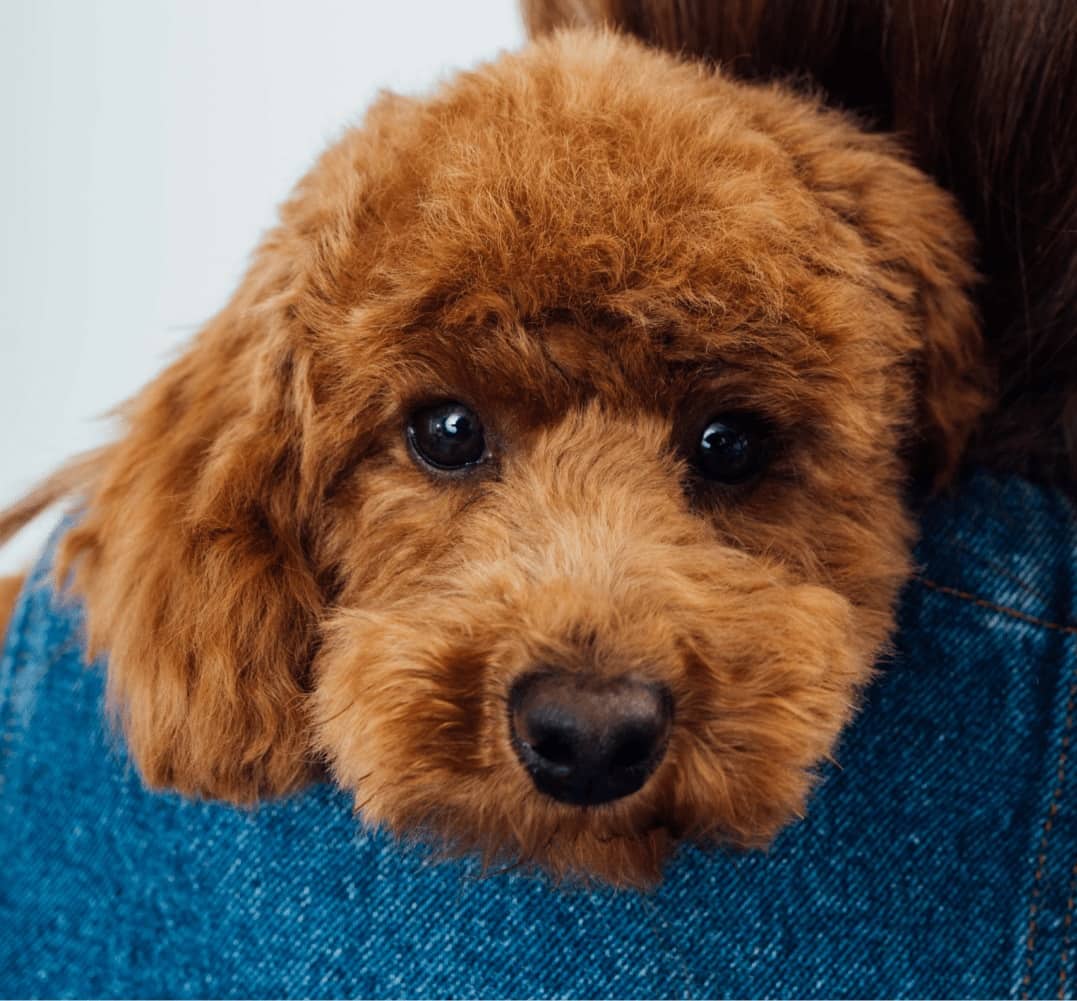 Vous venez d’adopter votre premier chien ?