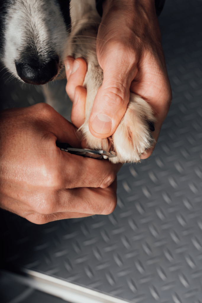 dog paws