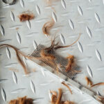 Dog lovers, take note: why regular grooming keeps your furry friends healthy?
