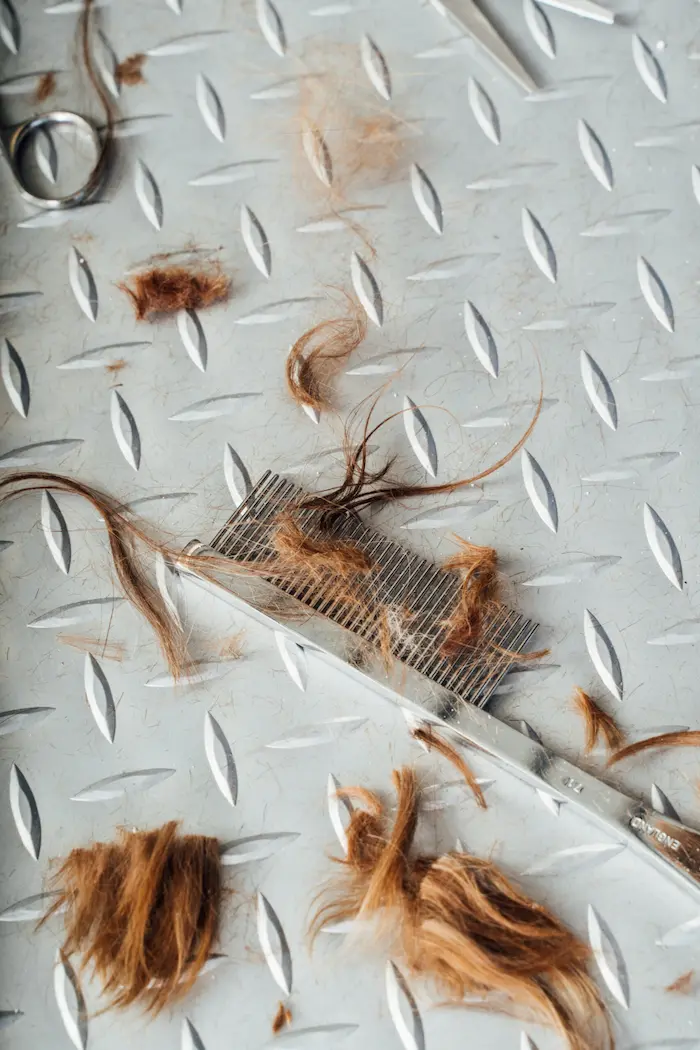 Hondenliefhebbers, opgelet: waarom zorgt regelmatige verzorging ervoor dat je viervoeter gezond blijft?