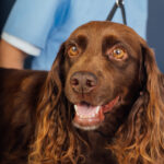 How dogs make our lives better: the science behind their positive impact