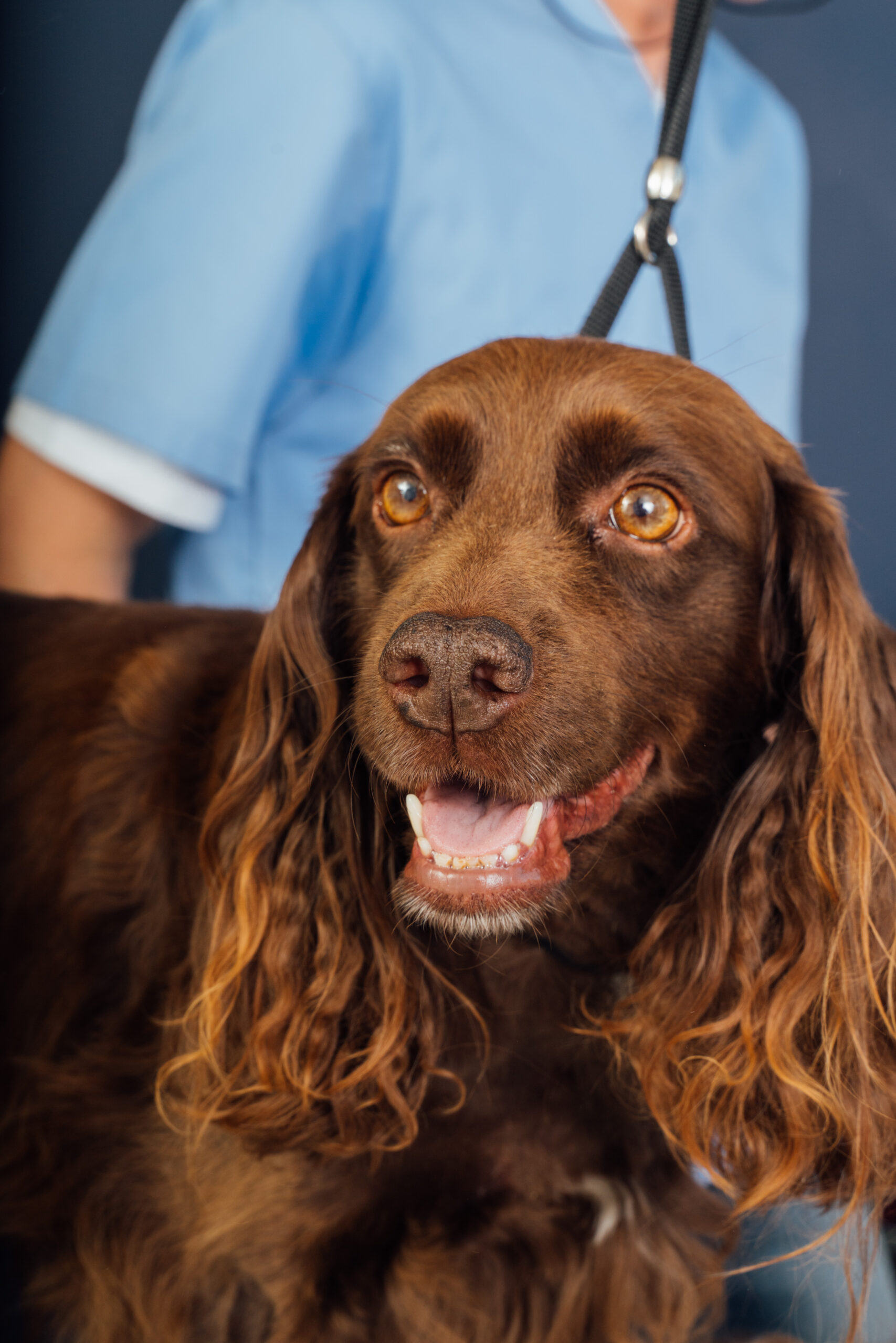 Comment les chiens améliorent notre vie : la science derrière leur impact positif