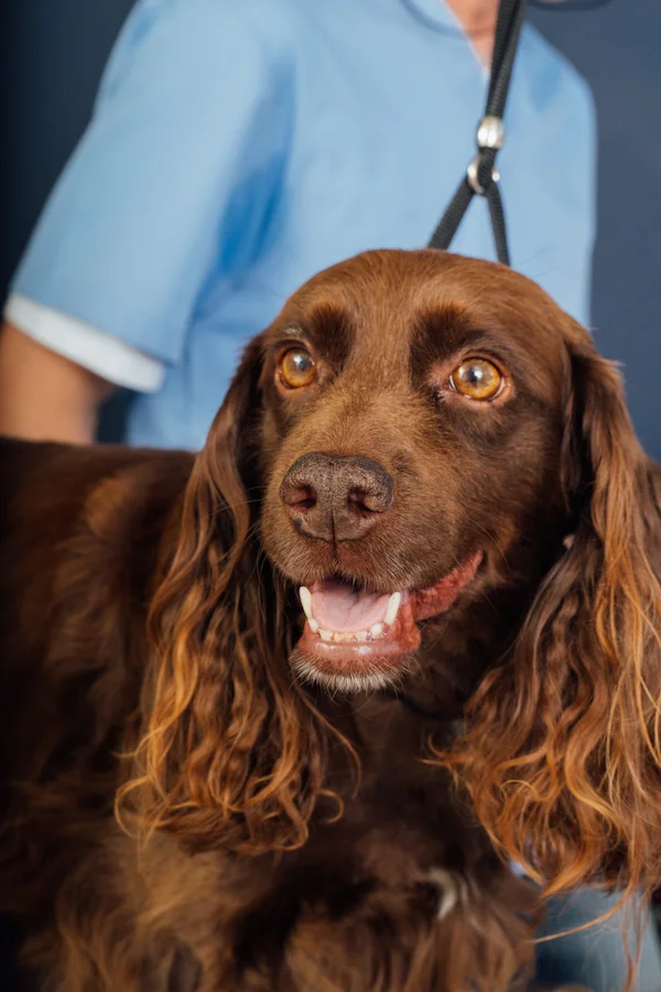 How dogs make our lives better: the science behind their positive impact