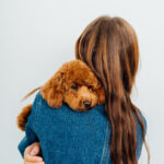 Dog breeds that require frequent grooming (and why!)