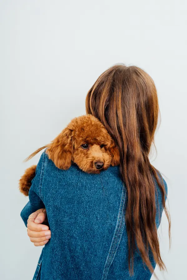 Dog breeds that require frequent grooming (and why!)