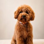 Dog lovers, take note: why regular grooming keeps your furry friends healthy?