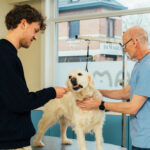The best and worst foods for your dog: what to feed and what to avoid