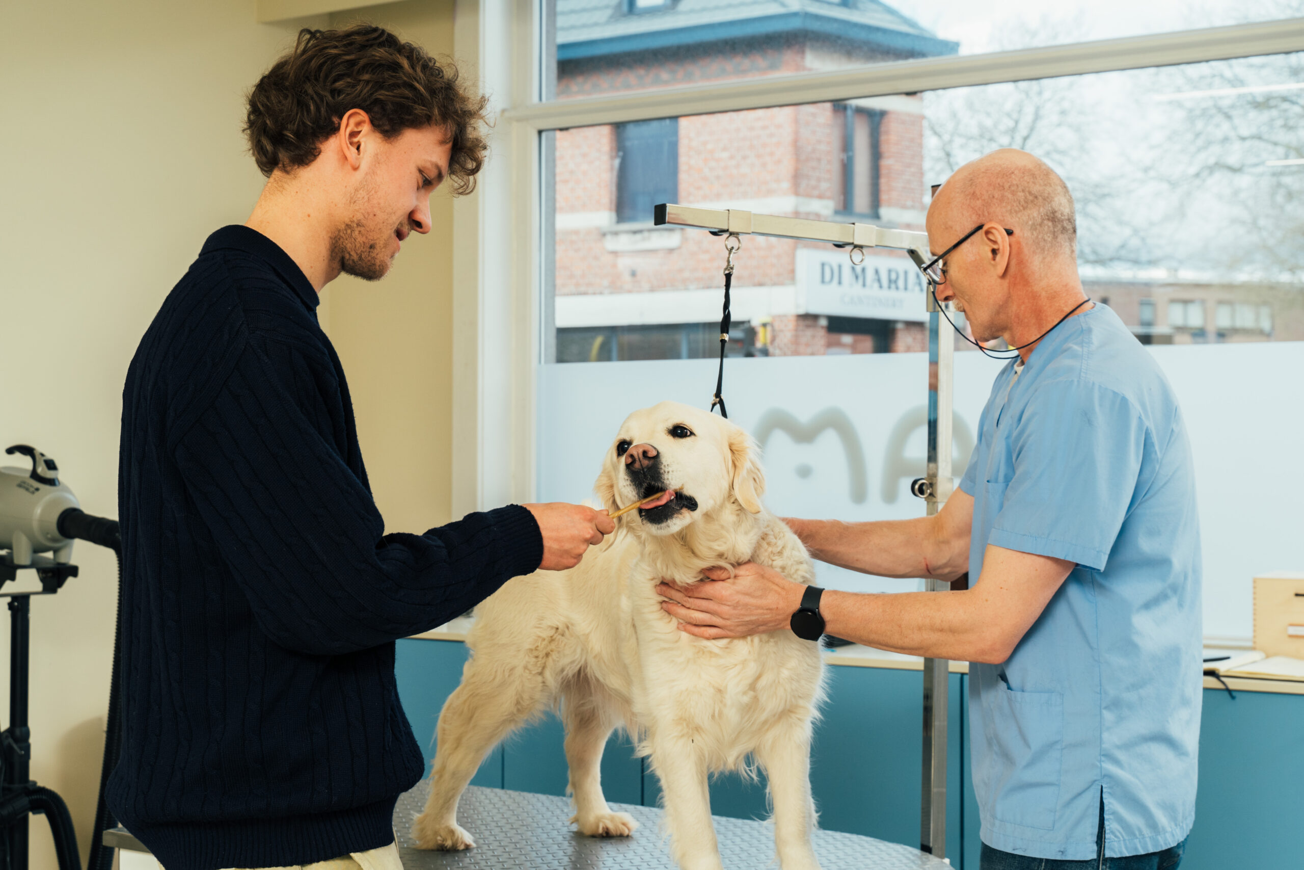 The best and worst foods for your dog: what to feed and what to avoid