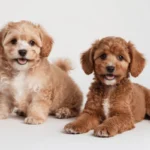 Wat de vacht van je hond kan zeggen over zijn gezondheid