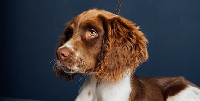 Wami Grooming Neupré