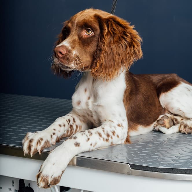 Springer Spaniel dog on professional grooming table at Wami Grooming