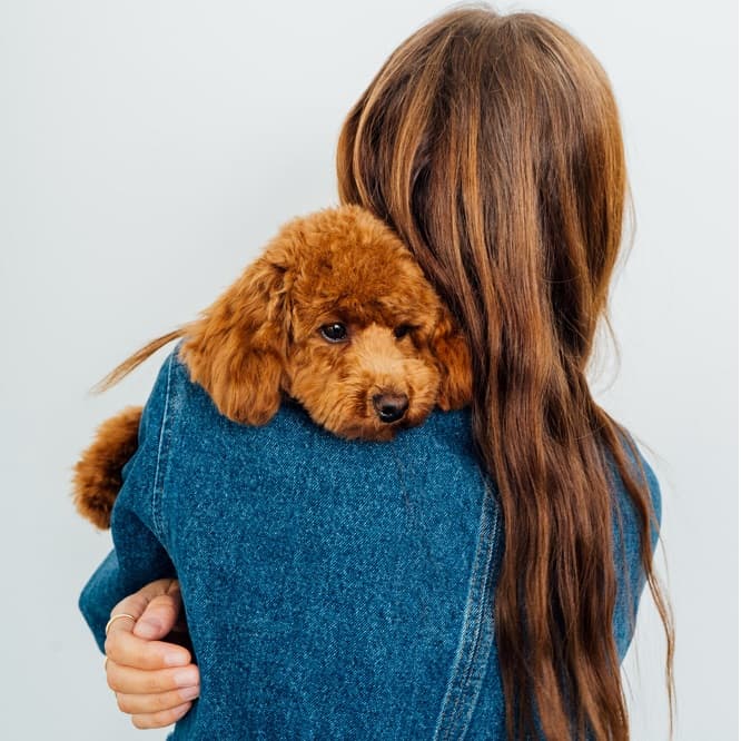 Woman holding brown Poodle puppy over her shoulder