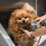 Spitz or Pomeranian: how to groom a double coat in Brussels