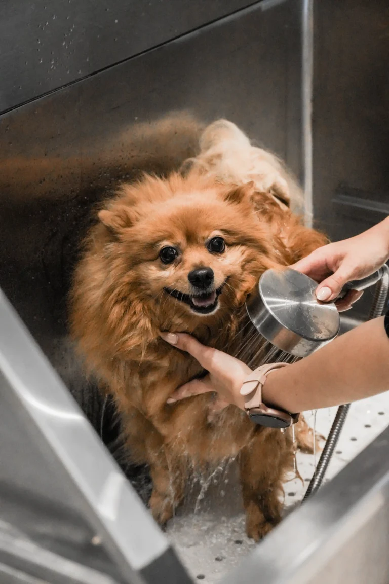 WAMI grooming Waterloo