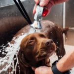 Signes indiquant que votre chien pourrait avoir besoin d&rsquo;un rendez-vous chez le toiletteur plus tôt que prévu
