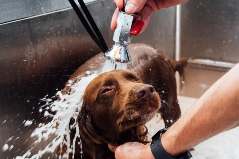 Wami grooming Ekeren